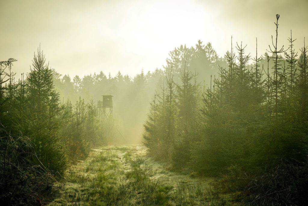 palombière en foret