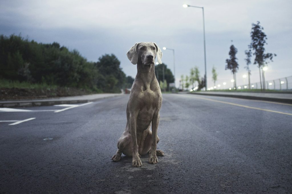 chien sur la route