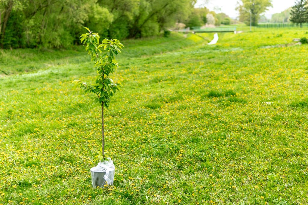 arbre à planter