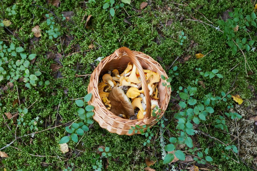 panier de champignons